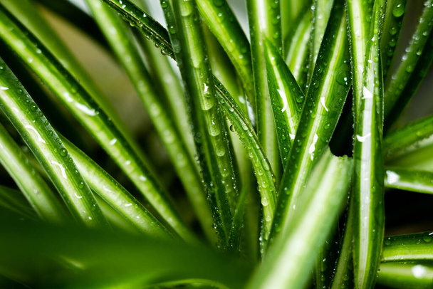 large palm leaves with dew - Foto, Bild