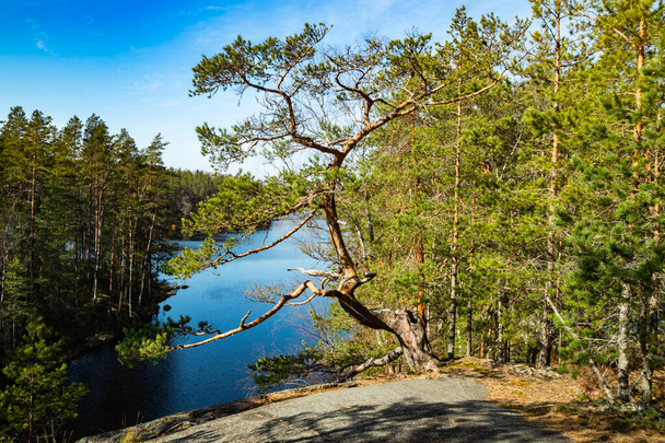 Beautiful pine on the rock and lake Lapinsalmi in the national park Repovesi, Finland, - Foto, Imagen