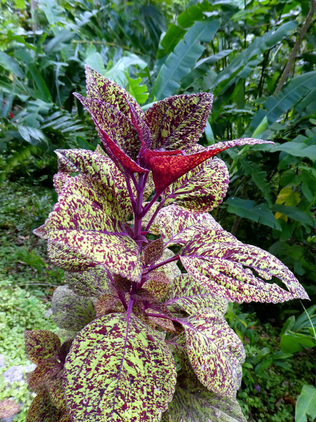Prachtige plant met kleurrijke bladeren in de jungle, Barbados - Foto, afbeelding