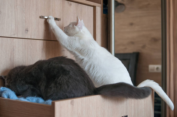 due gatti si arrampicano nell'armadio con vestiti in camera da letto a casa
  - Foto, immagini