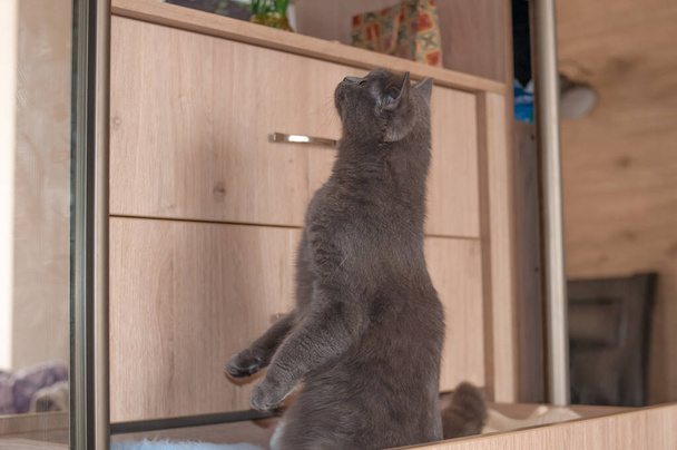 gato britânico sobe para o guarda-roupa com roupas no quarto em casa
  - Foto, Imagem
