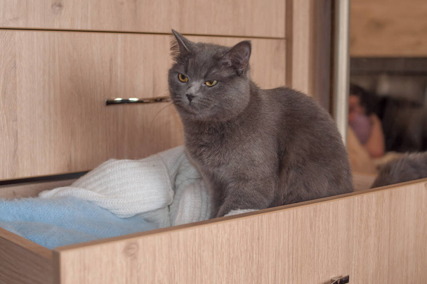 gatto inglese sale nel guardaroba con vestiti in camera da letto a casa
  - Foto, immagini