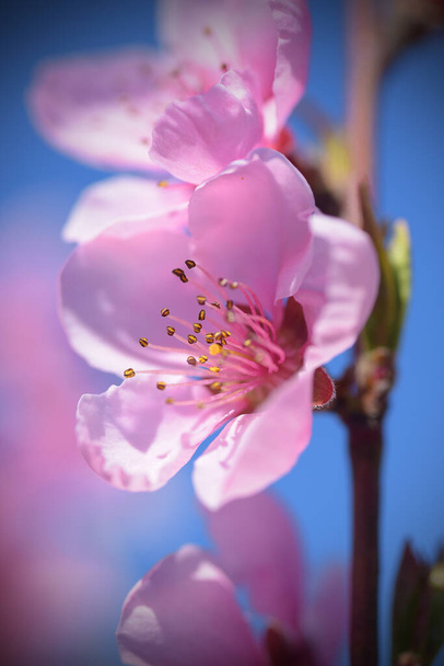 Обрізаний вид квітучих вишневих квітів навесні
 - Фото, зображення