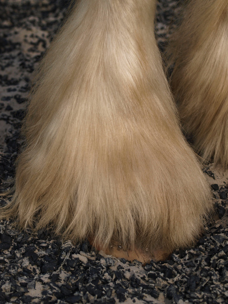 Heavy Horse Feathers - Photo, Image
