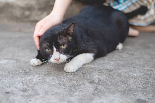 Hand touching cat with love and care and the cat sit or lay down beside ownerand - Photo, Image