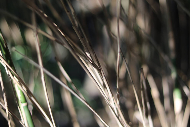 Fondo borroso de tallos de bambú marrón gris en invierno
 - Foto, Imagen