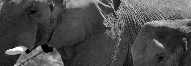 アフリカゾウはロコドンタ属の象です。この属は2つの現存する種で構成されています:アフリカのブッシュゾウとより小さなアフリカの森象 - 写真・画像