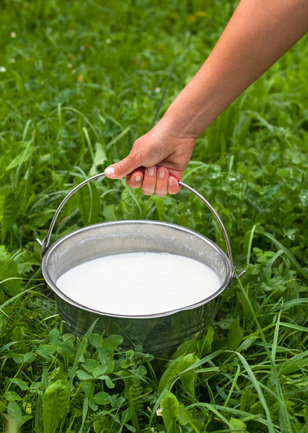 Die Hand der Milchmädchen hält einen Metalleimer mit frischer schäumender Milch. Eimer mit Milch auffüllen. Milchviehbetrieb. Milchbetrieb.  - Foto, Bild