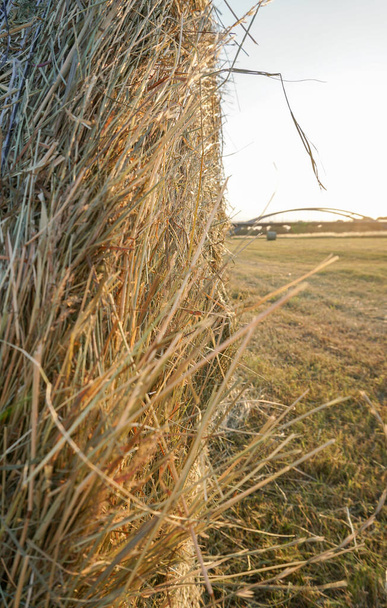干し草のベールのドレッシングエルベサクソニードイツ - 写真・画像
