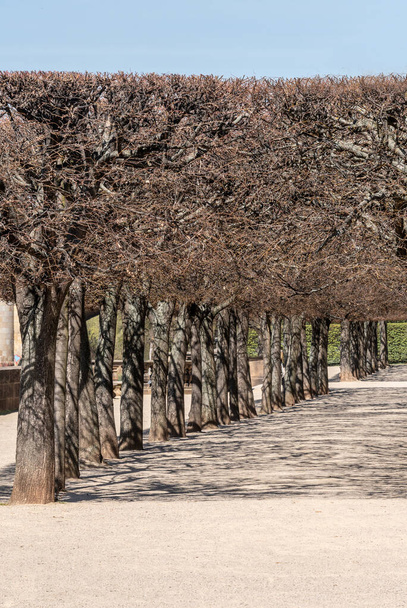 Олдтаун, весна, саксония, Германия
 - Фото, изображение