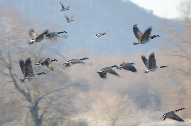 Канада гусей в русі над болото - Фото, зображення
