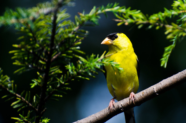 Male American Goldfinch Perched on a Branch - Фото, изображение