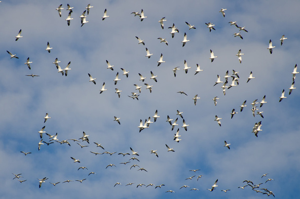 Gran bandada de gansos voladores de nieve
 - Foto, imagen