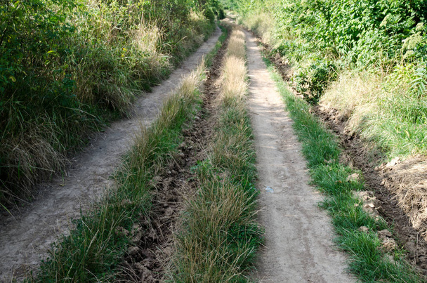 caminho através de arbusto verde no país - Foto, Imagem