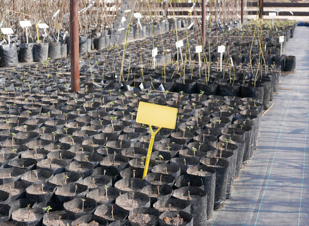 Many young seedlings of plants in black pots in a nursery garden. Blank plate - Photo, Image