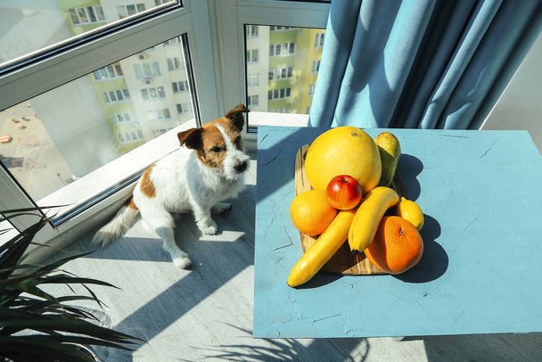Jack Russell dog with fruits on the table. Food Photography - Photo, Image