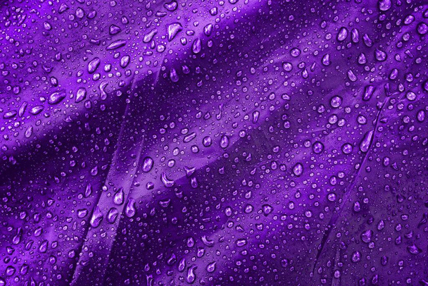 Wasser tropft auf den Stoff. Wassertropfen auf violettem Hintergrund. Kondensat. Wassertropfen im Hintergrund. - Foto, Bild