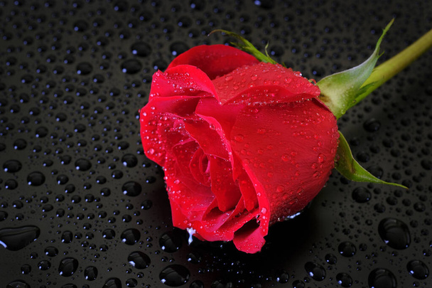 Fresh red rose with water drops drips romantic beauty beautiful - Photo, image