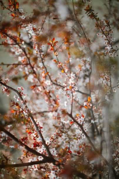 Όμορφη ανθοφορία ιαπωνικό κεράσι - Sakura - Φωτογραφία, εικόνα