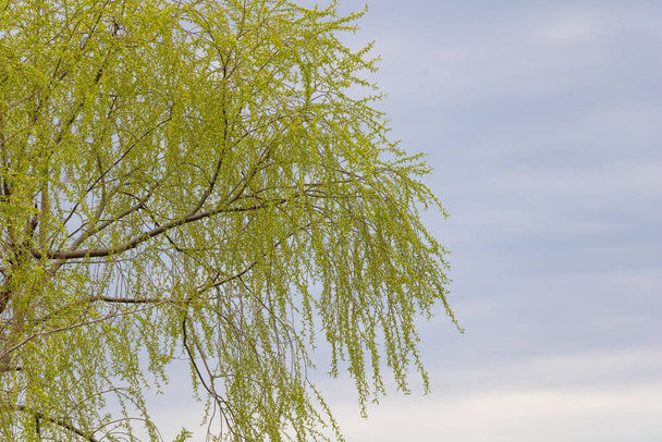 Ива в голубом небе, которая открывает свои свежие листья весной
 - Фото, изображение
