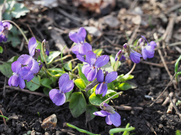 Viola odorata. Cheiro a perfume. Floresta de flor violeta florescendo na primavera. A primeira flor da primavera, púrpura. Violetas selvagens na natureza
 - Foto, Imagem
