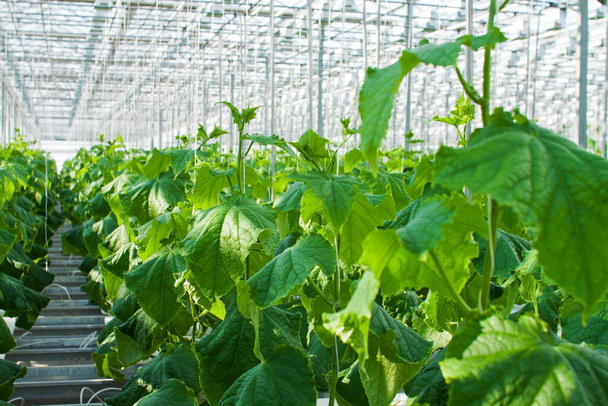 Cucumber plants growing inside a modern greenhouse in hydroponics - Fotoğraf, Görsel
