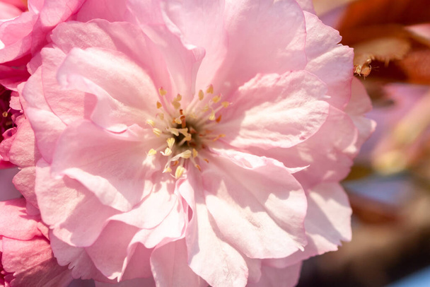bellissimo fiore di ciliegio macro fiore rosa
 - Foto, immagini