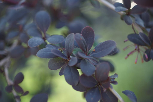 Rama de arbusto de Barberry con hojas violetas crece en un jardín de primavera
. - Foto, imagen