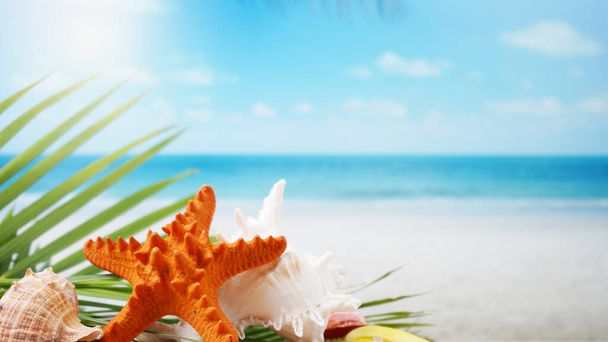 Seashells a rozmazané pláže pozadí letní koncept. - Fotografie, Obrázek