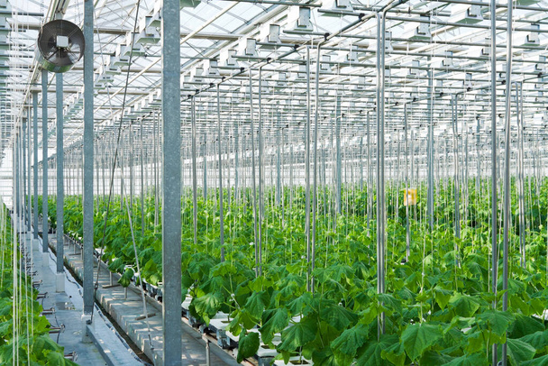 Cucumber plants growing inside a modern greenhouse in hydroponics - Photo, image
