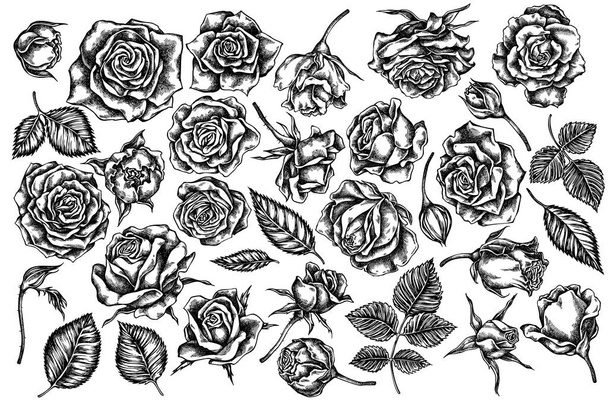 Ensemble vectoriel de roses noires et blanches dessinées à la main - Vecteur, image