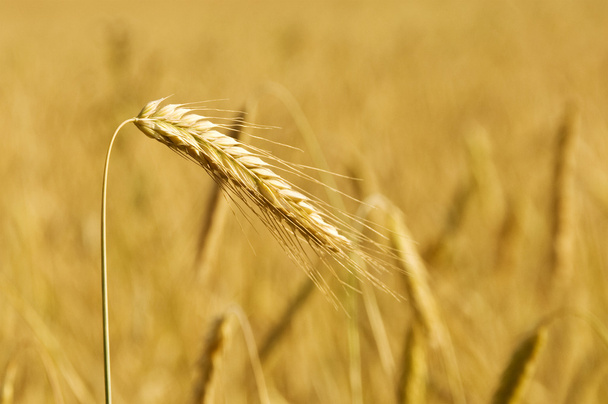 Orecchio d'oro contro il campo di grano
 - Foto, immagini