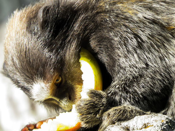 opičí žrádlo - Fotografie, Obrázek
