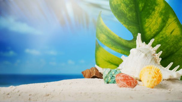 Summer time concept, Seashells on sand beach and blurred beach background. - Photo, Image