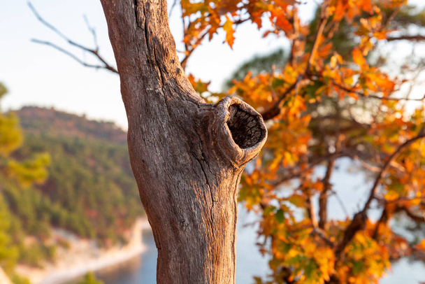 Hollow in a tree against the background of the forest and the sea. Autumn landscape. Photo taken at sunset. - Fotografie, Obrázek