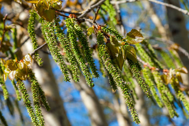 Midden in het voorjaar hangen pittoreske populierenzaden als oorbellen aan boomtakken in parken en pleinen.. - Foto, afbeelding