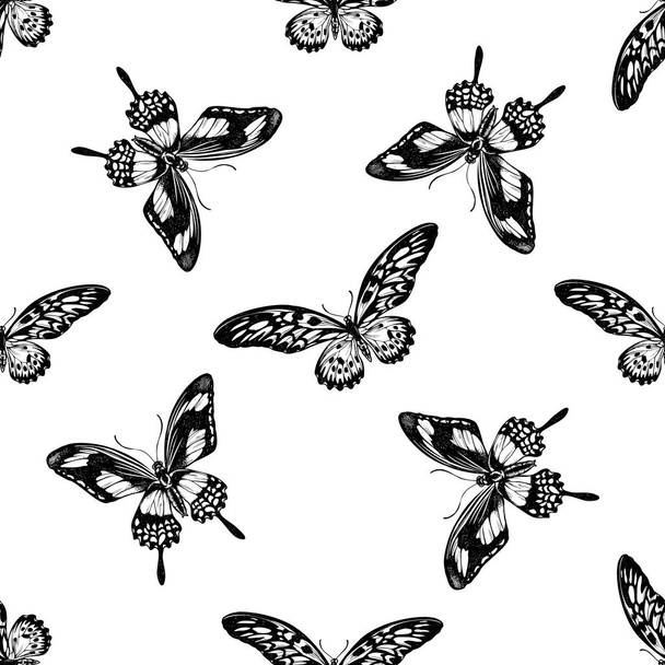 Seamless pattern with black and white african giant swallowtail, papilio torquatus - Vector, Imagen