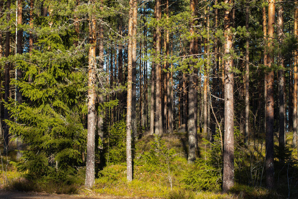 Schöner Kiefernwald im warmen Februar, Finnland, - Foto, Bild