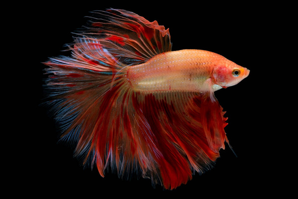 Světle červené a oranžové betta ryby, Siamské bojové ryby s mnohobarevným vzorem na ocase byla izolována na černém pozadí. - Fotografie, Obrázek