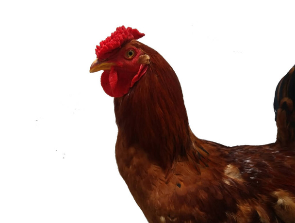 Bright red rooster on a clean white background - Photo, Image