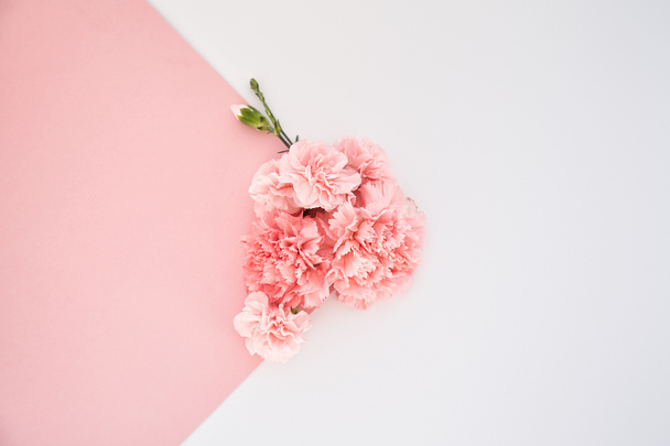 top view of carnations on pink and white background - Fotoğraf, Görsel