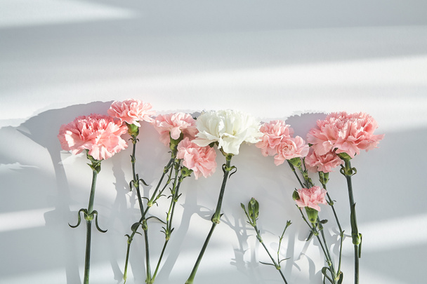 top view of pink and white carnations on white background with sunlight and shadows - Φωτογραφία, εικόνα