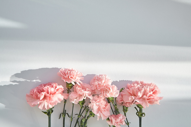 top view of pink carnations on white background with sunlight and shadows - Foto, Bild