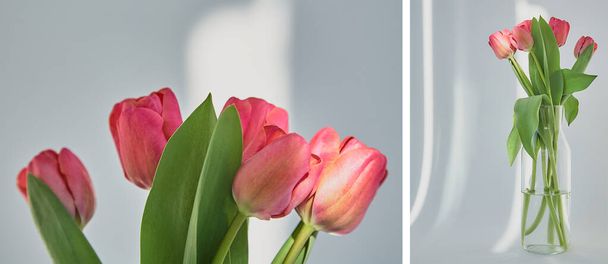 collage of spring blooming pink tulips with green leaves in vase on white with shadows - Photo, image