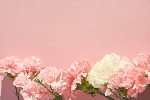 horní pohled na kvetoucí karafiáty na růžovém pozadí - Fotografie, Obrázek