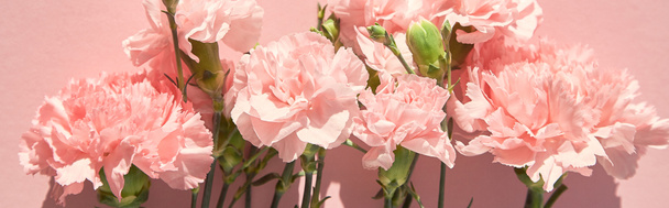 widok z góry kwitnących goździków na różowym tle, zdjęcie panoramiczne - Zdjęcie, obraz
