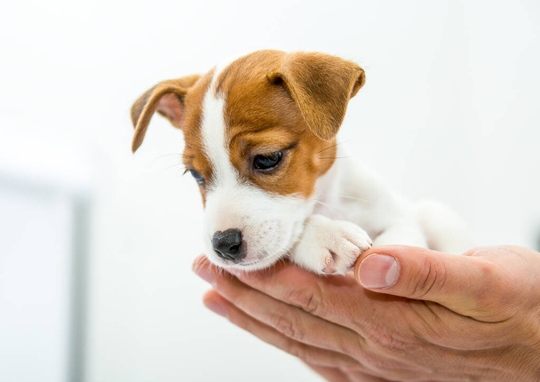Petit chiot Jack Russell Terrier. Le chiot est placé dans la main humaine
. - Photo, image