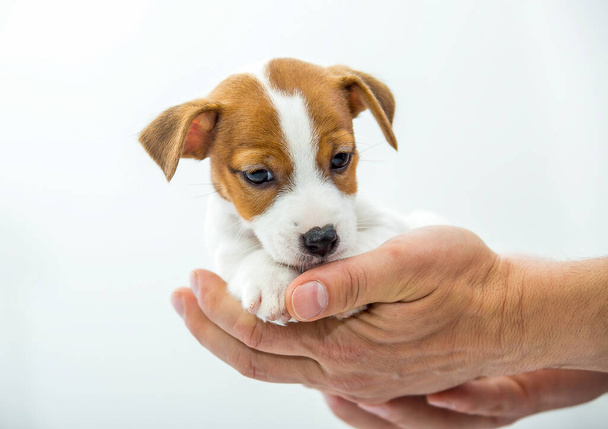 Küçük Jack Russell Terrier köpeği. Yavru köpek insan eline konur.. - Fotoğraf, Görsel