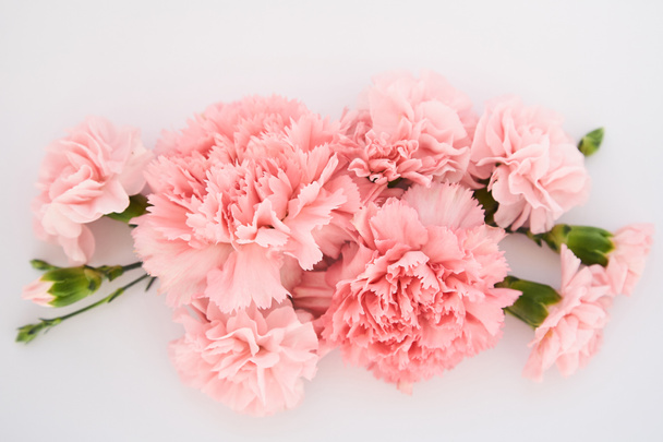 top view of pink carnations on white background - Φωτογραφία, εικόνα