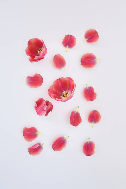 top view of pink tulips and petals scattered on white background - Zdjęcie, obraz